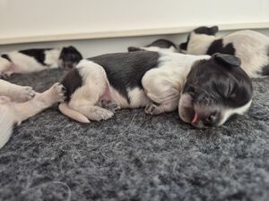 Schapendoes N-nest van de Roeskebeer